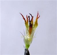  Disc floret